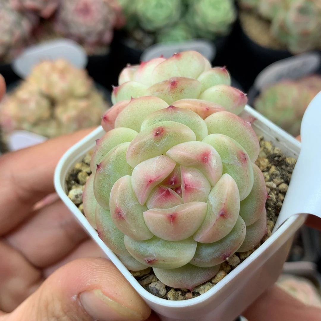 熊猫珍妮双头38多肉