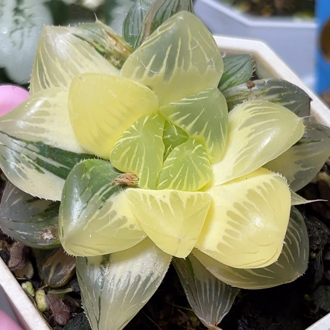 有*猫恭喜发财大吉大利757