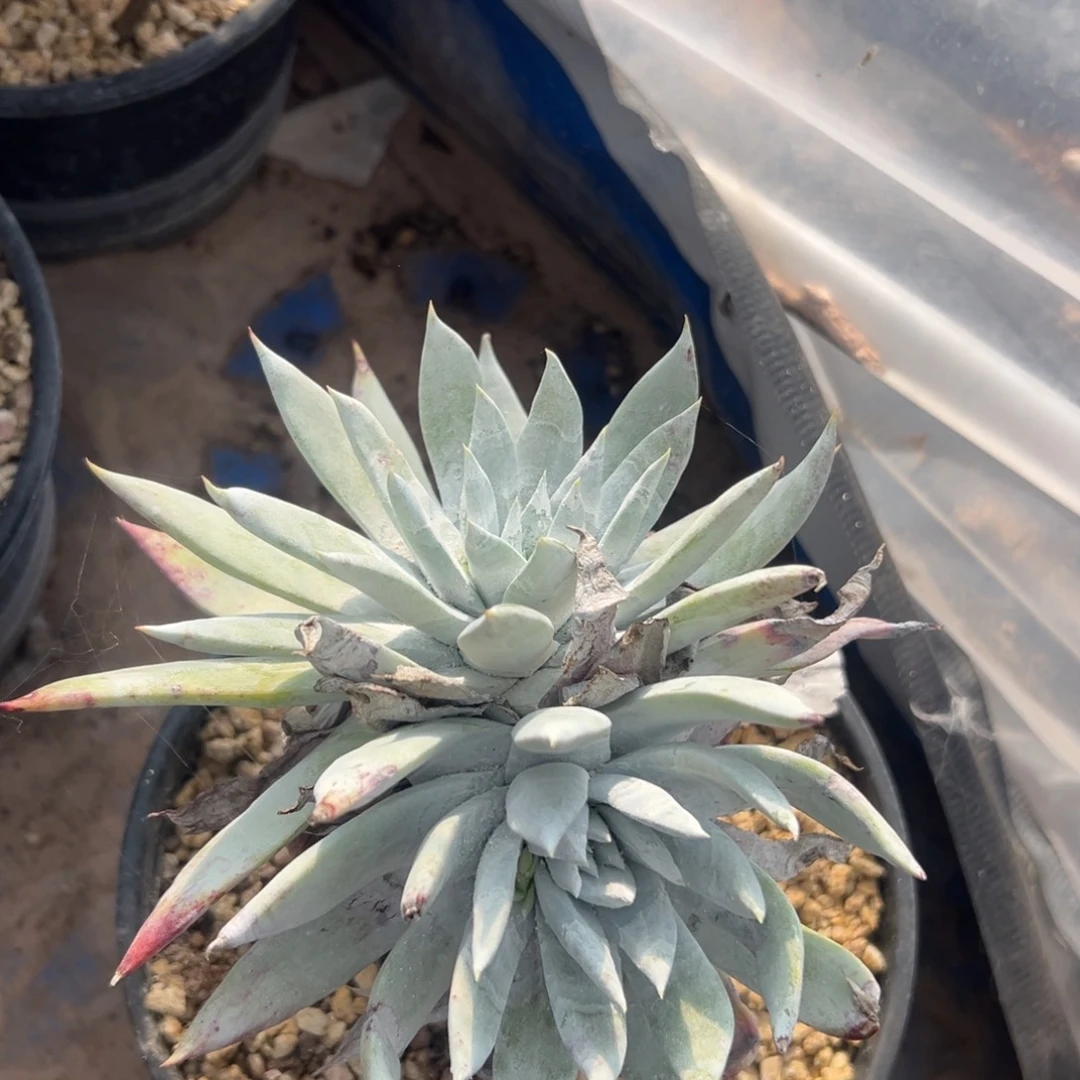 D***沙谢谢哥～一物一拍1921