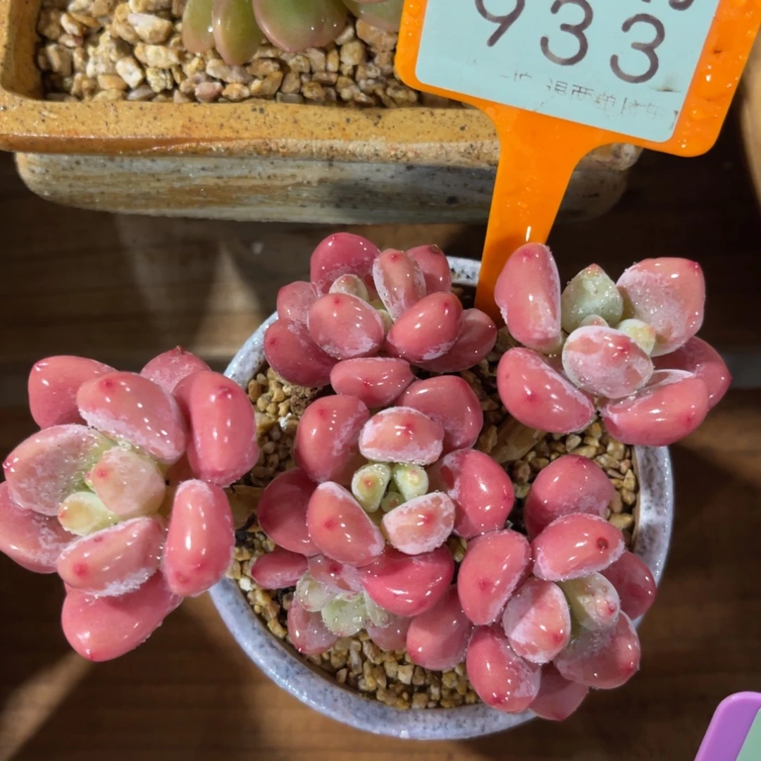 云尘多肉一物一拍不含盆933，