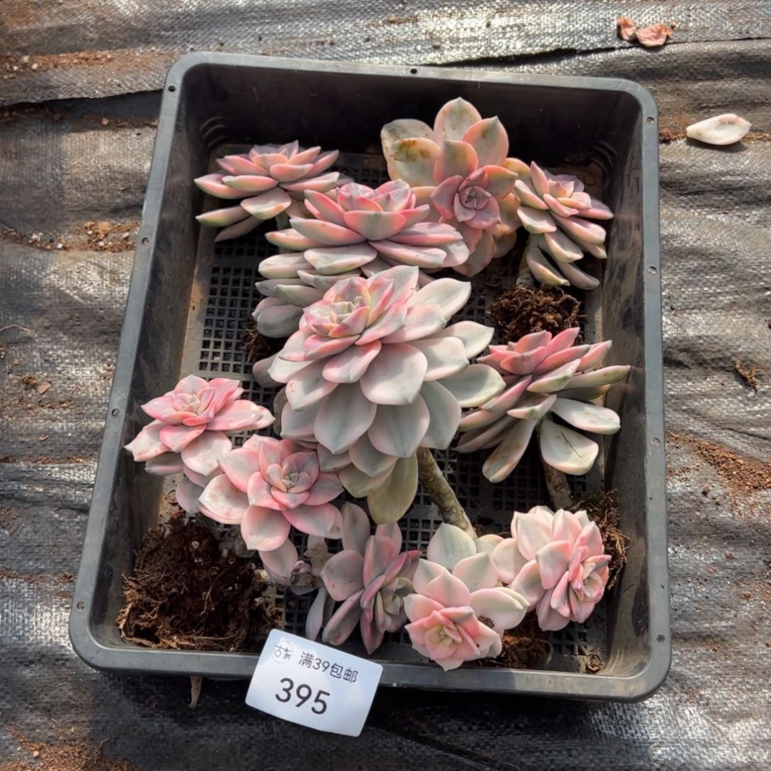 395多肉植物纤维维生素