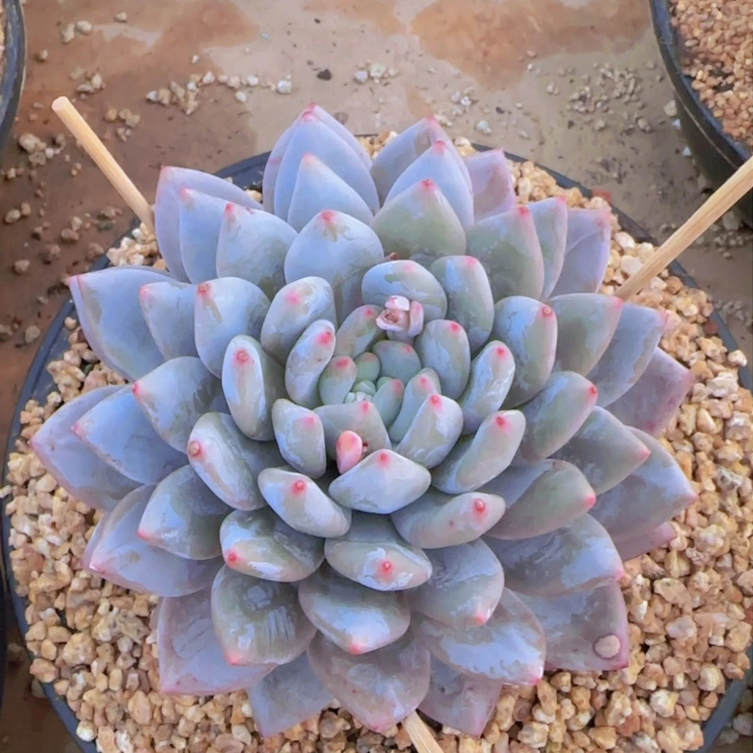 凯普顿多肉植物多肉植物