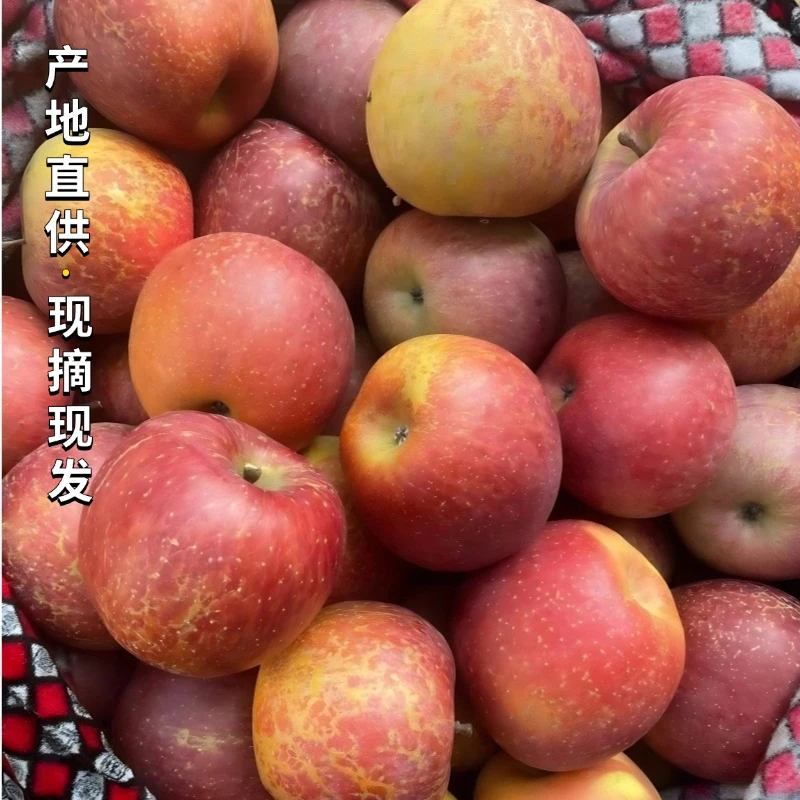 DD四川大凉山盐源冰糖心丑苹果新鲜现摘脆甜多汁当季水果