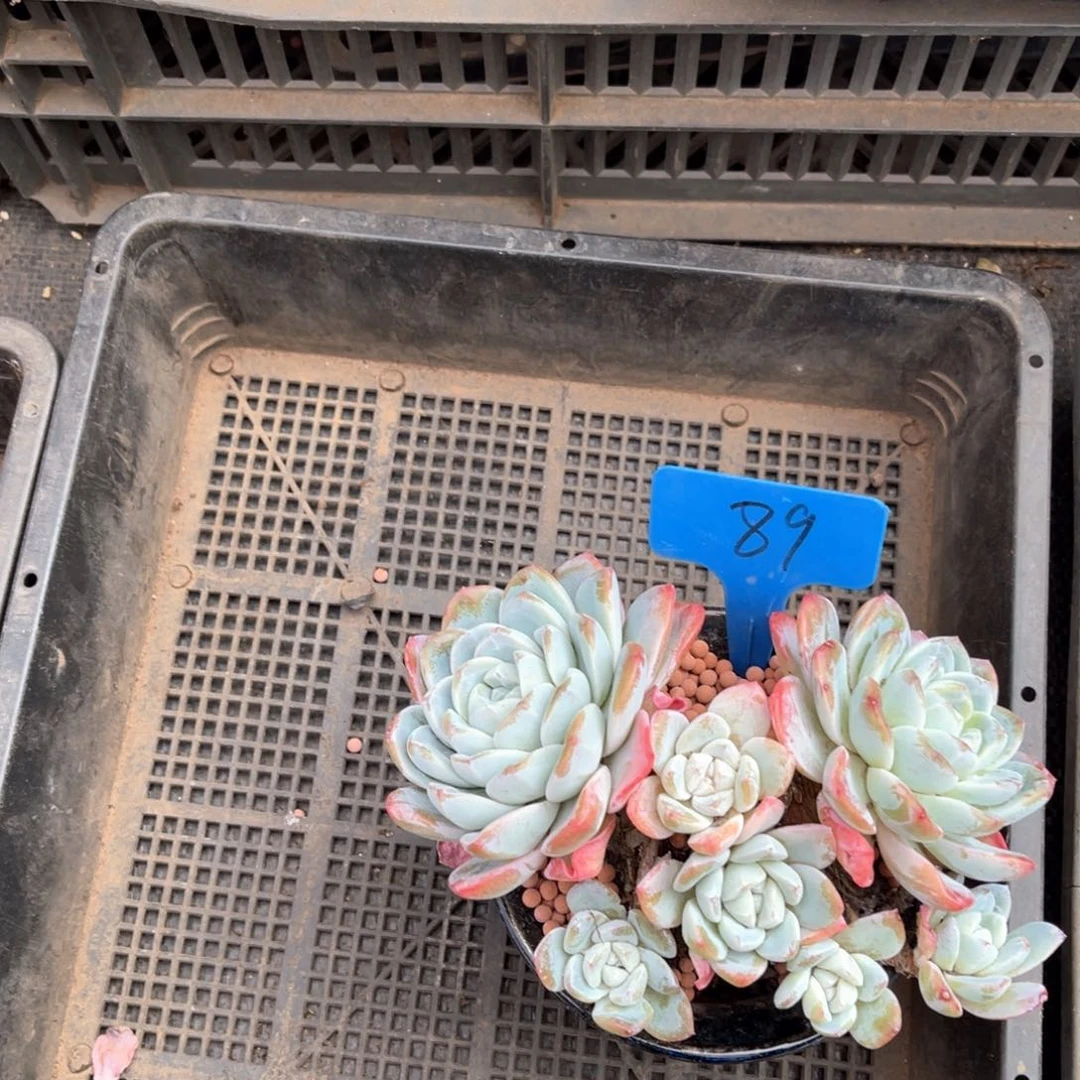 卿*宝0089冰玉多肉植物