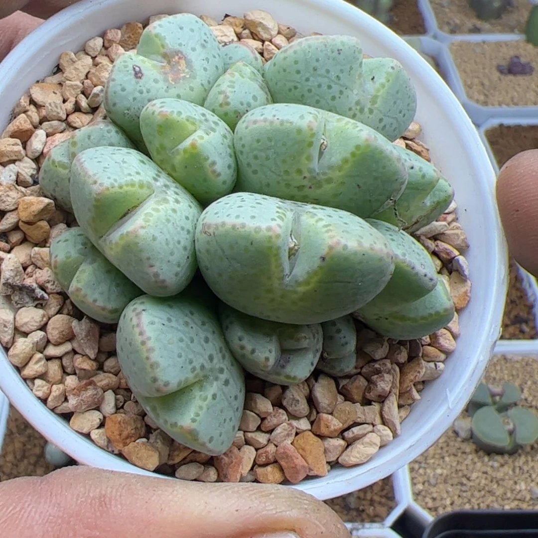 大家过年好22482