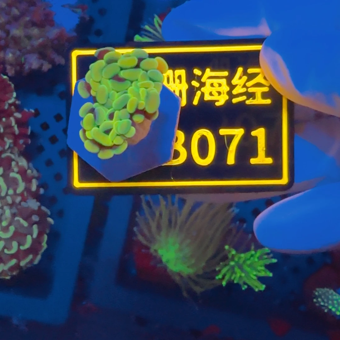 纽扣珊瑚亮晓晓不包邮榔头B071