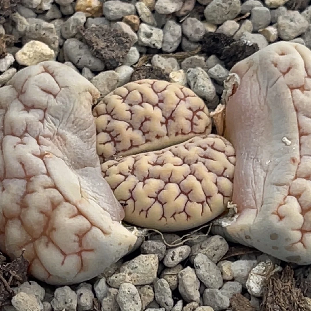 8499粗红纹凹凸189一颗