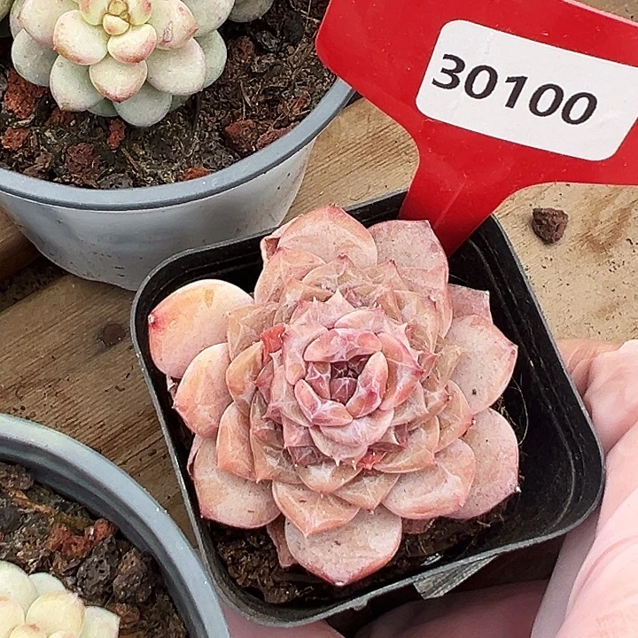 糖心       30100号