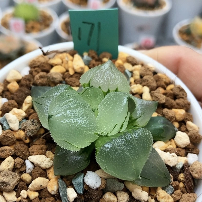 【闪购商品】?****8171冰鸾玉