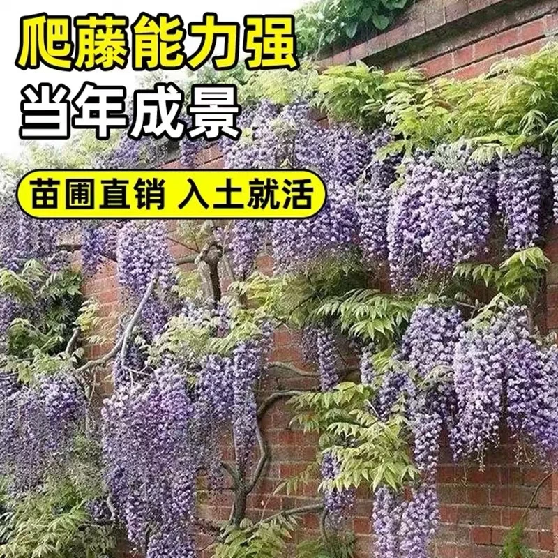 锦赏紫藤苗爬藤植物耐寒四季 花园庭院长藤