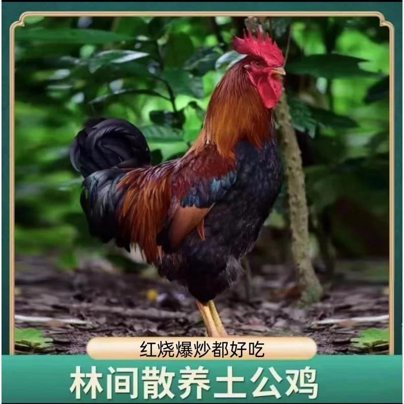 到手2只散养农村大公鸡5.4-6斤现杀公鸡肉土鸡笨鸡京东冷链