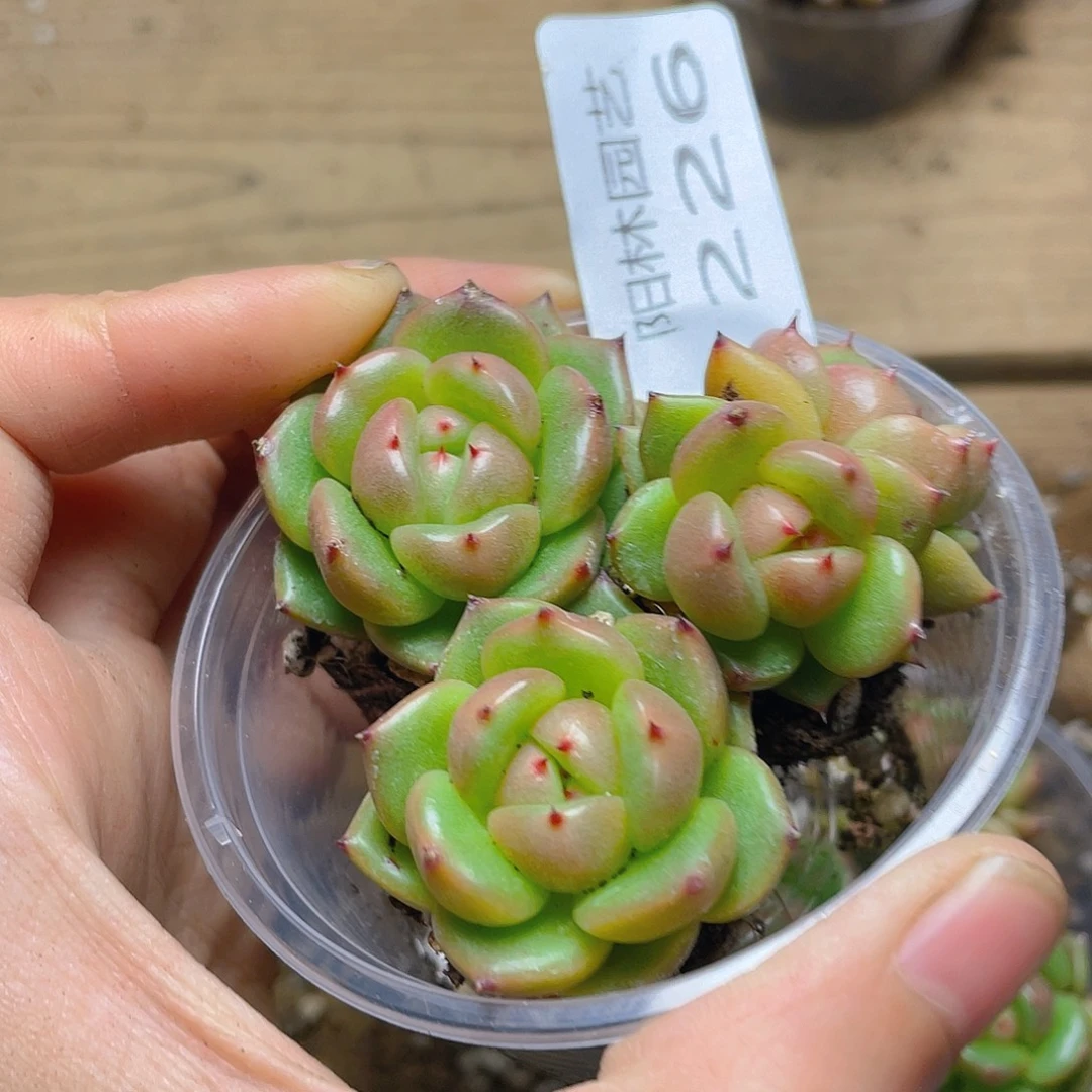 多肉植物多肉植物226