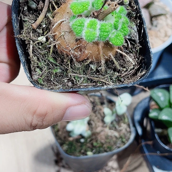 断崖王子新手好养