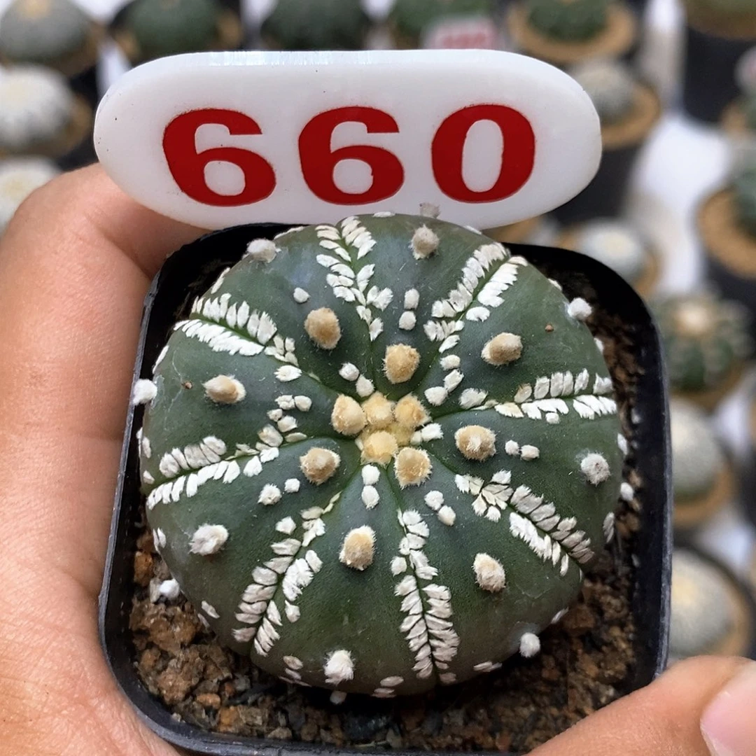 660福利特价咯full