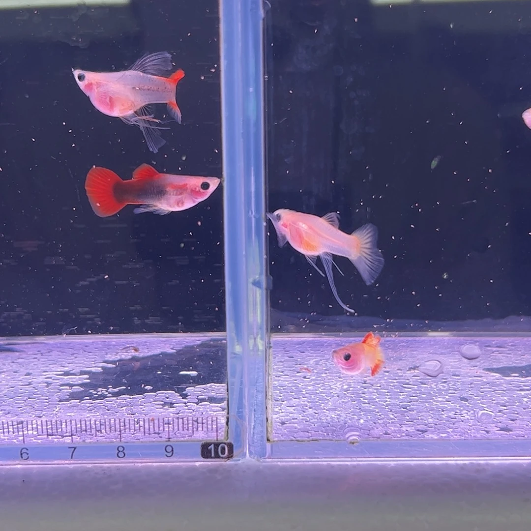 小***亚孔雀鱼红礼服2对加落日3对