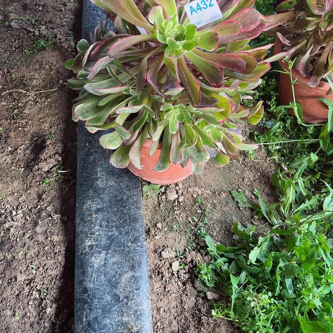 多肉植物432多肉