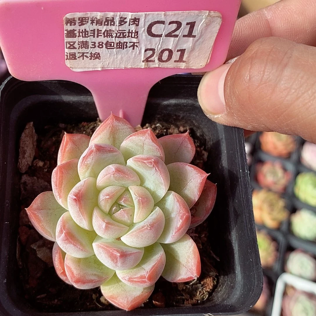 福利5-6cm多肉植物