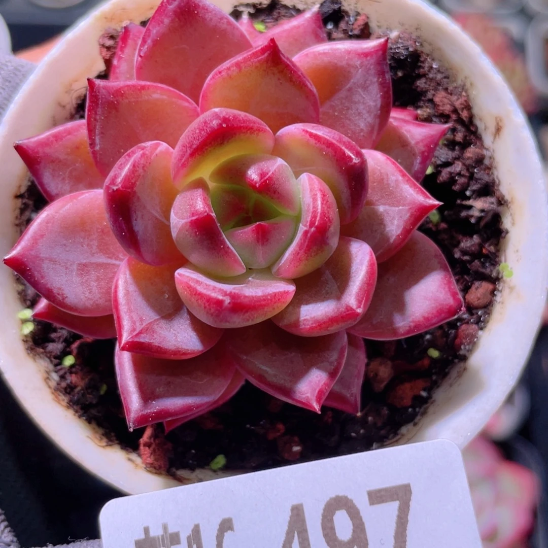 花利美16-497醉霞