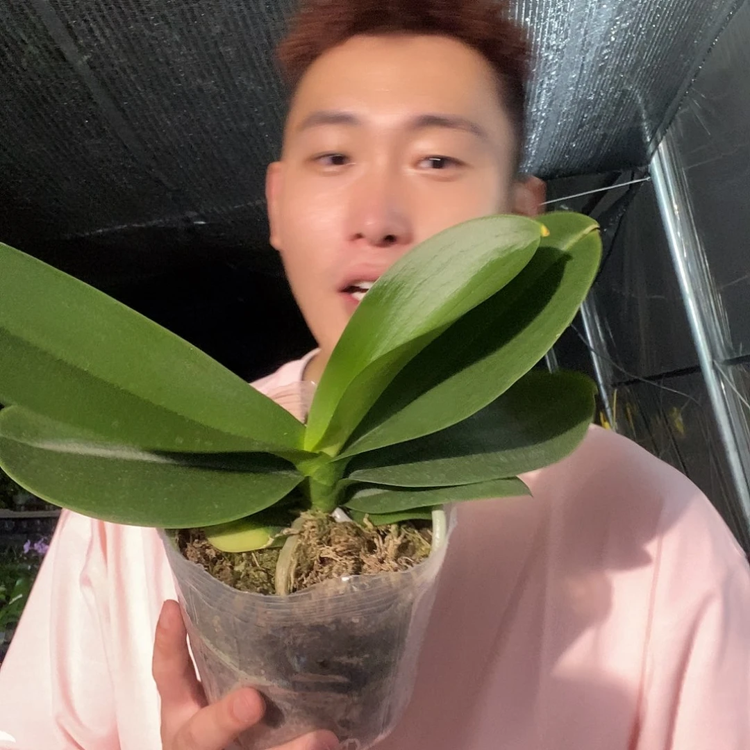 无花朵黑白独角兽4.5