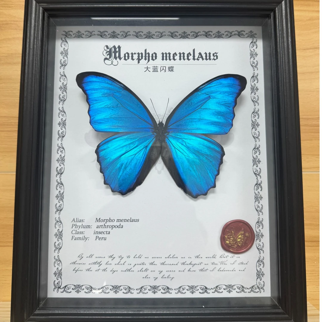 蝴蝶标本大蓝闪工艺品家居摆件挂墙相框罕见昆虫装饰画收藏礼品