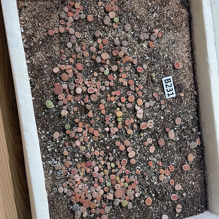 231生石花整框脱土发货不售后