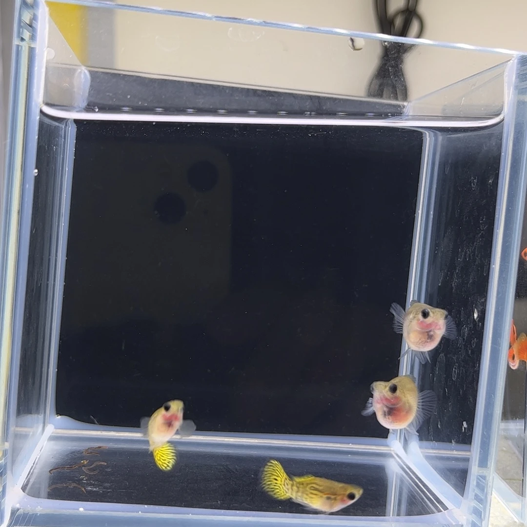 孔雀鱼黑金雷丝球