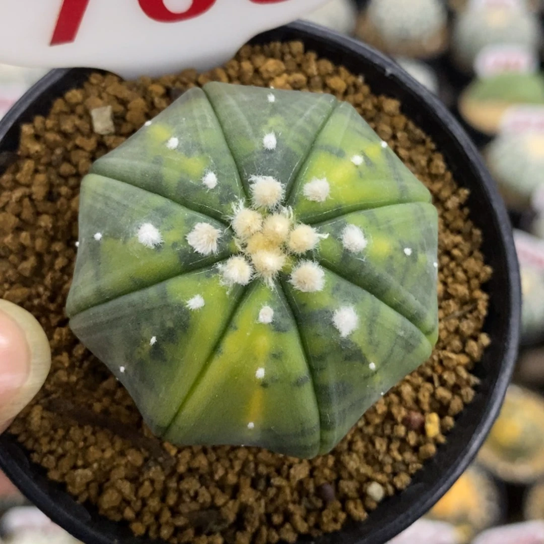 705大绒海星琉璃兜锦