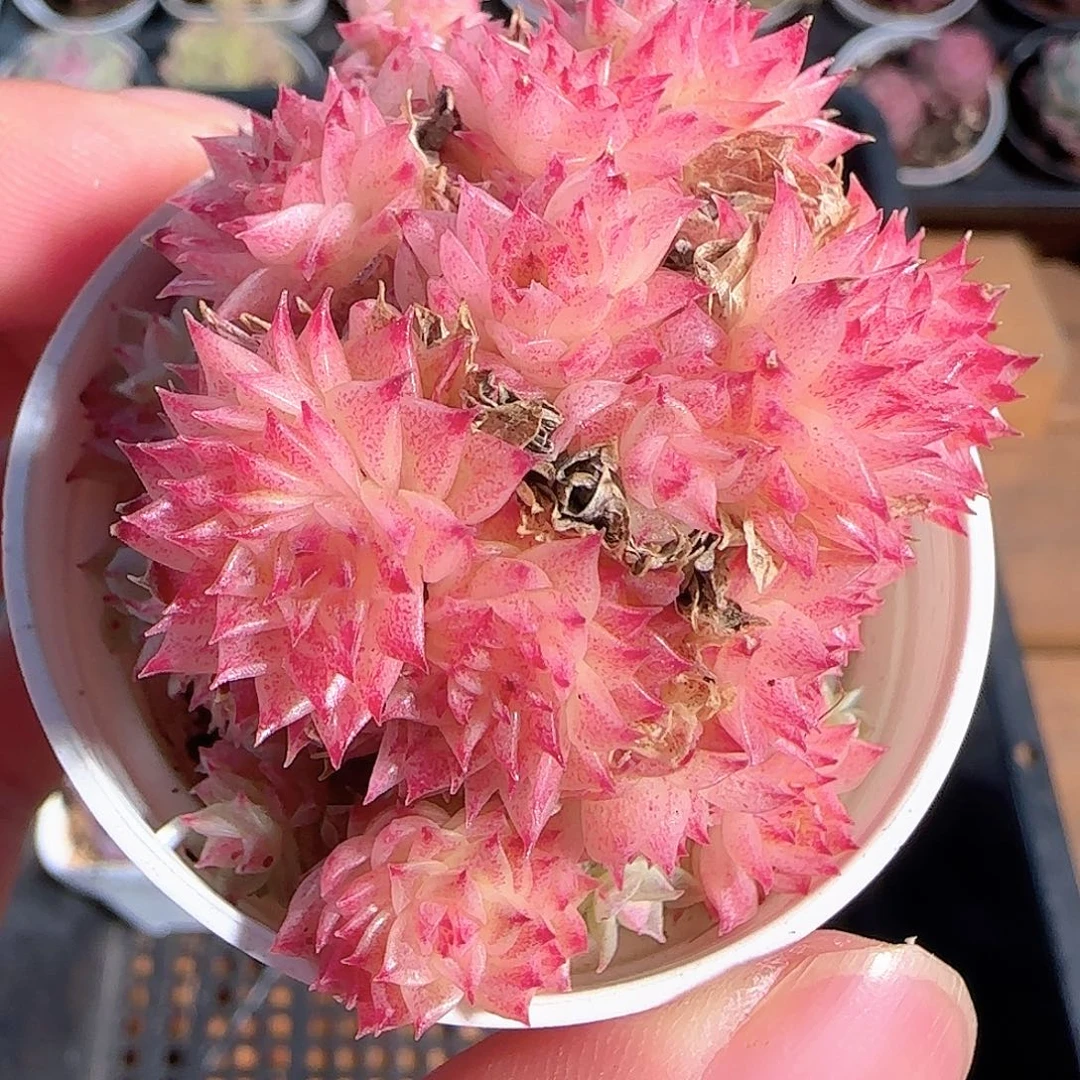 多肉1210-11优选麦秆群