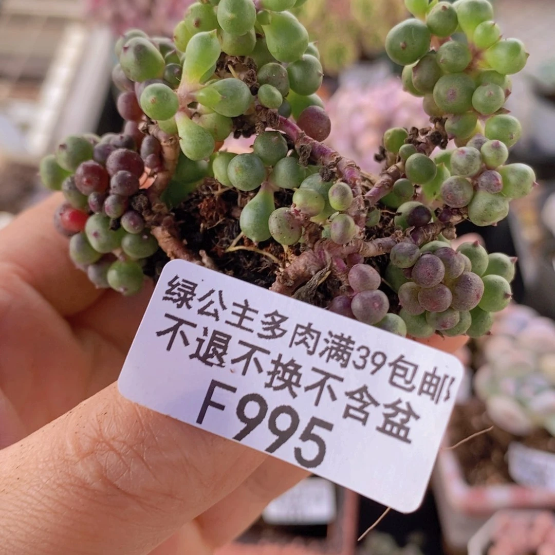 紫泡泡995多肉植物