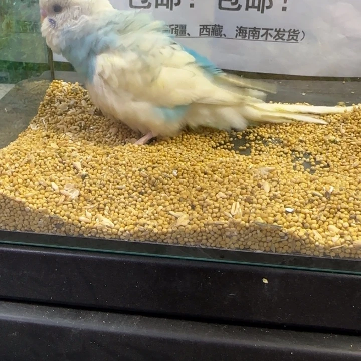 虎皮鹦鹉大头虎皮鹦鹉