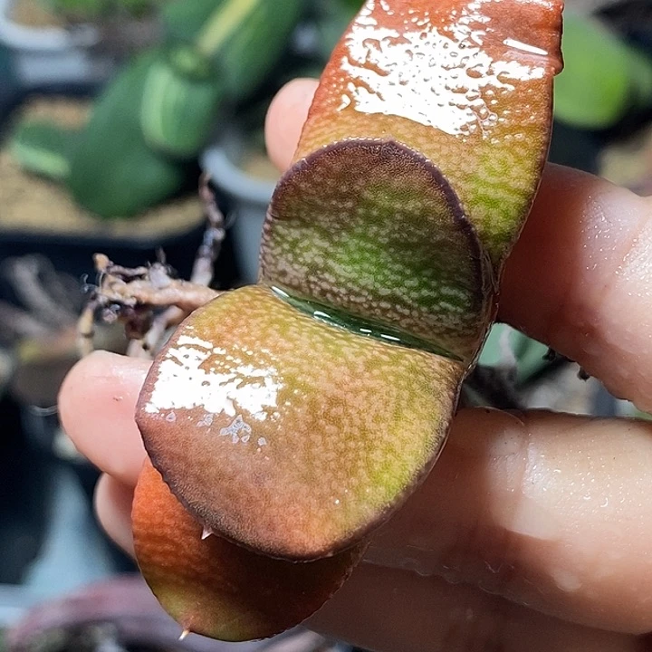 实生不带盆脱土裸根发货