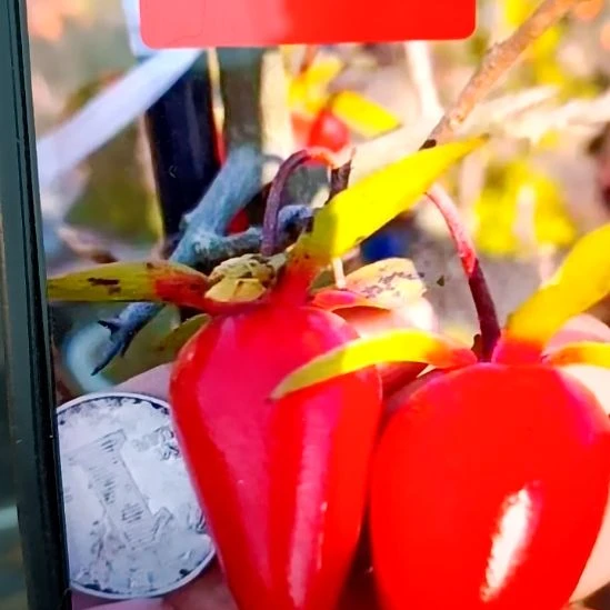 无花朵六界根苗老鸦