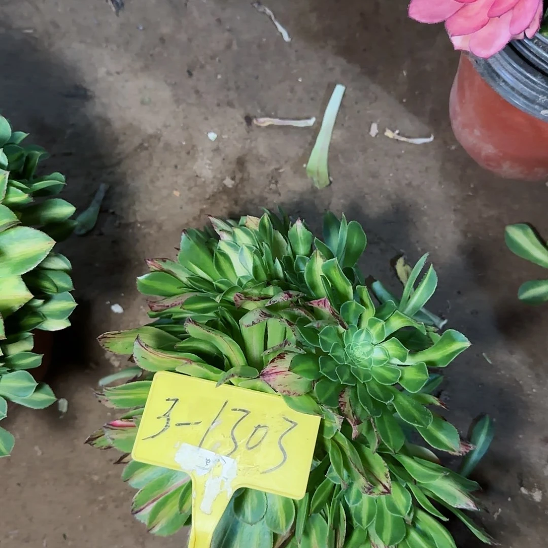 3-1303---多头多肉植物