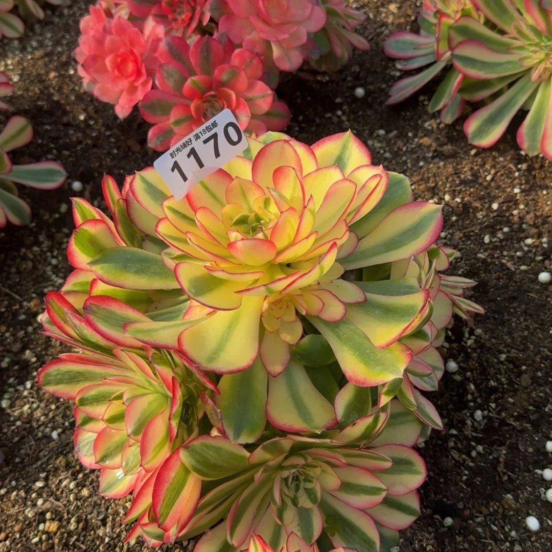 1170荔枝 多肉植物。