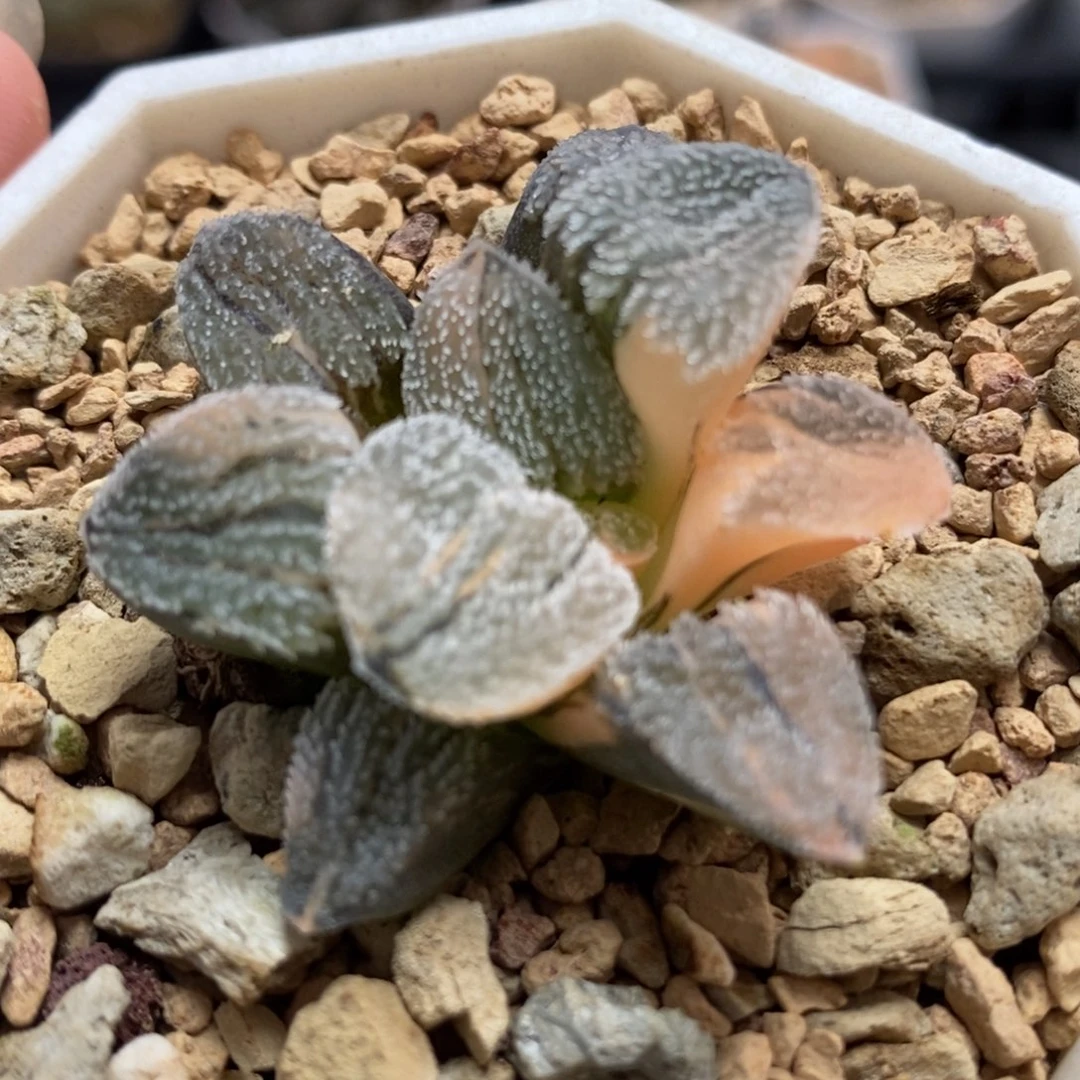 79雪之理磨面锦一物一拍