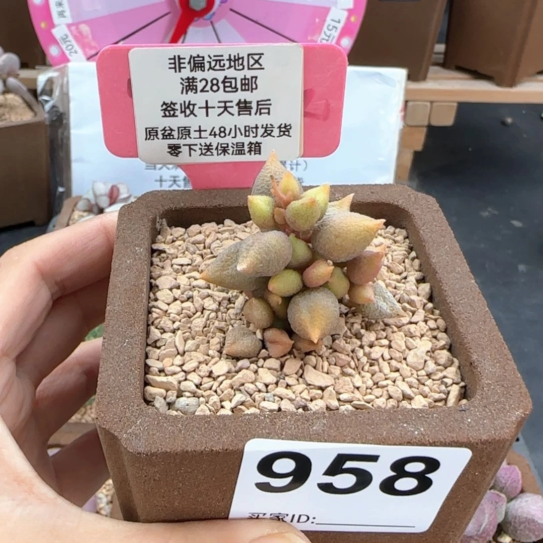 958小辣椒多肉植物