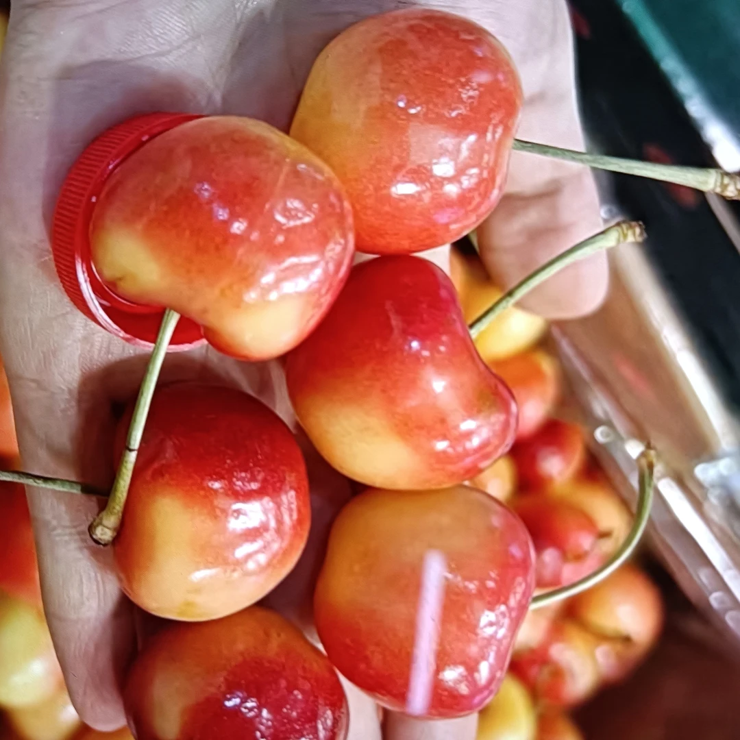 黄蜜樱桃500克单J其他品种智利山东省