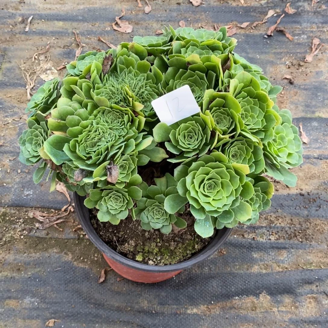 多肉植物组合拼盘12