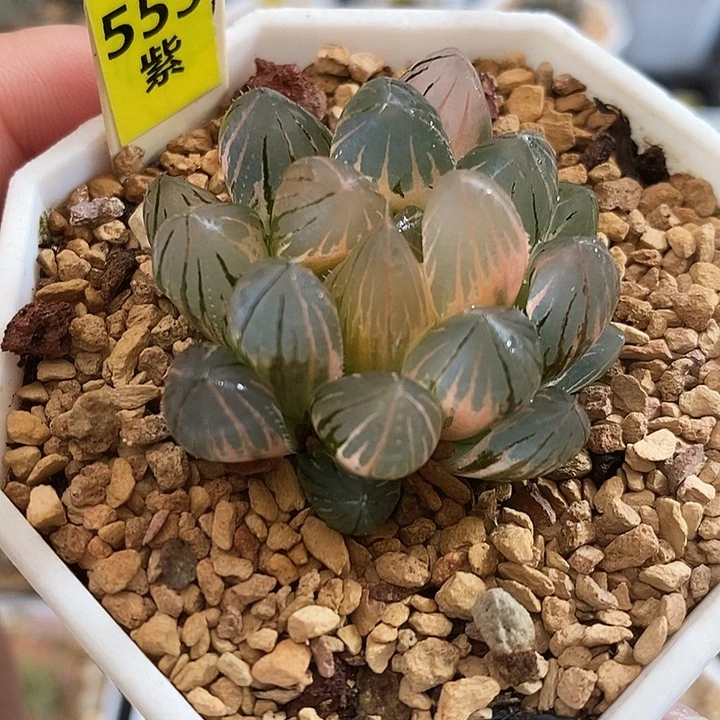 555湖斑霓虹灯玉露锦一物一拍