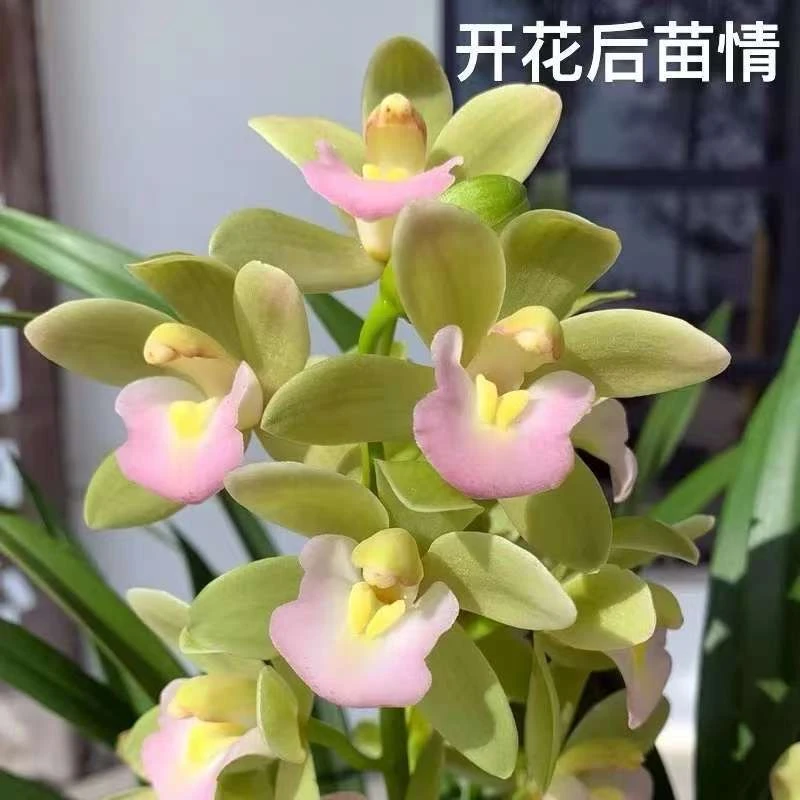 【带花苞】2-3支花剑高端精品【香水香兰】浓香型兰花室内好养花卉