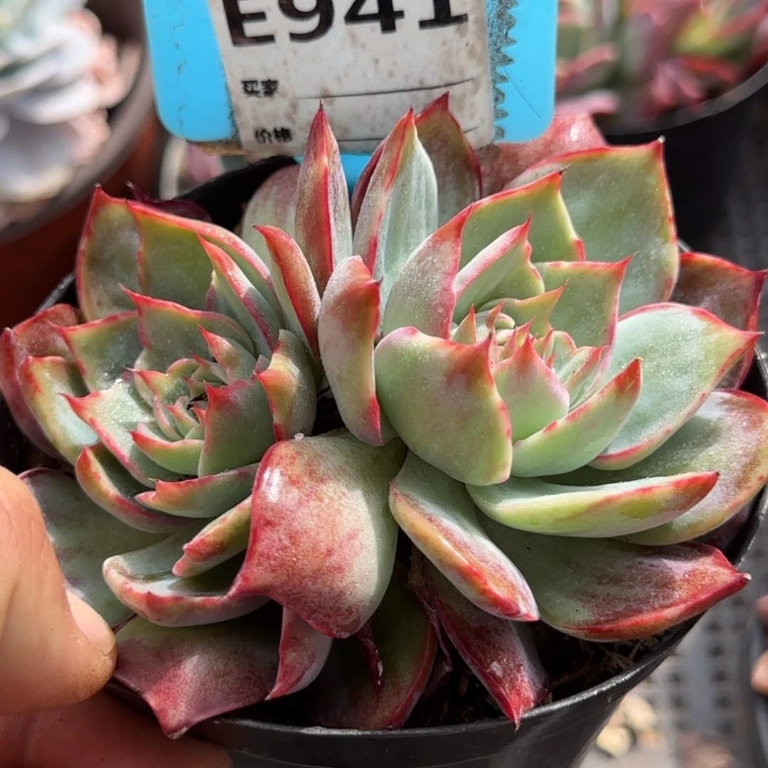 惊鸿一物一拍包装收缩花旱941