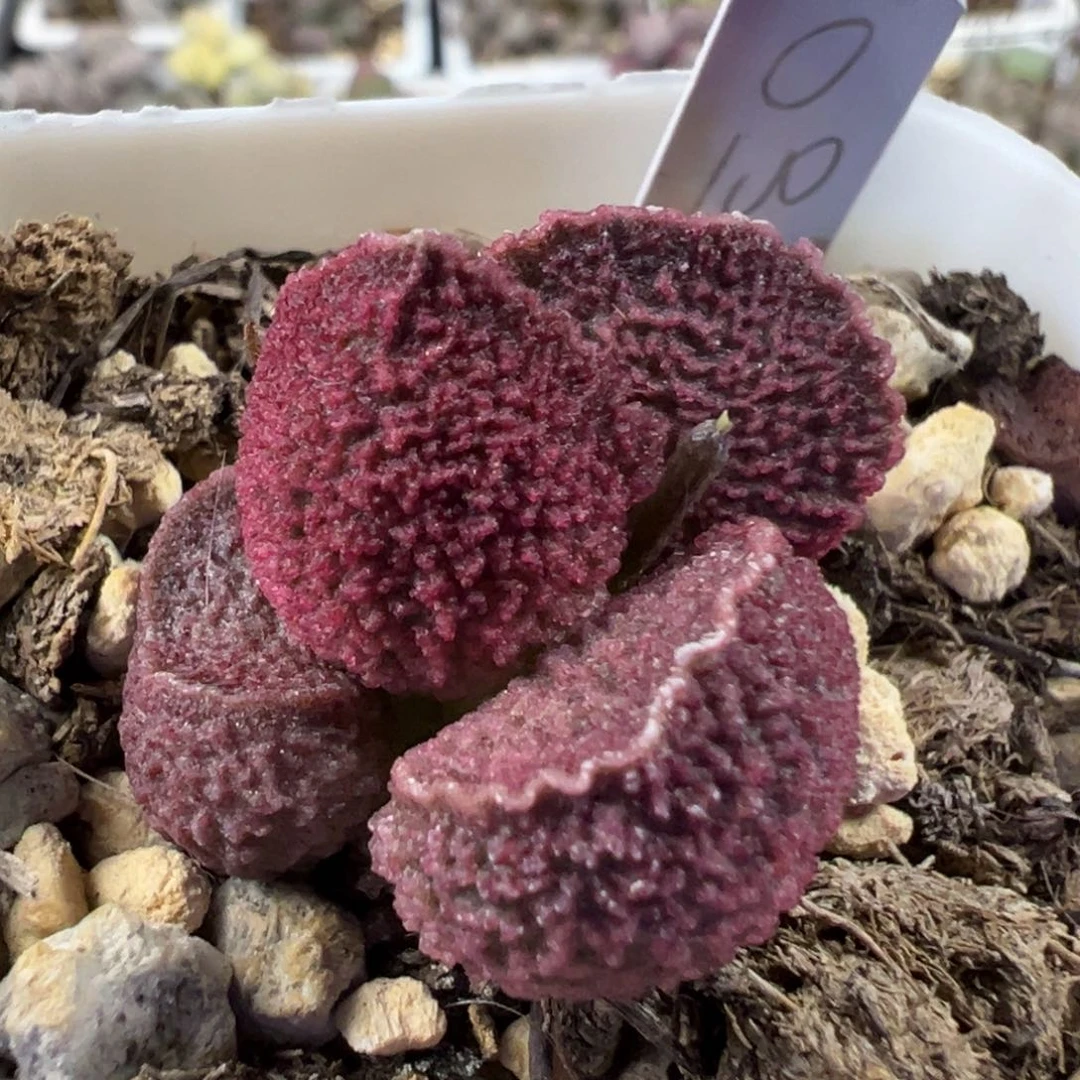 紫色系满纹颗粒款实生新品