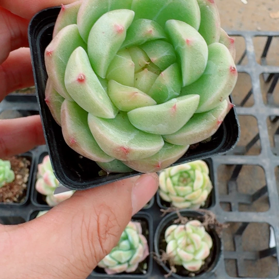 多肉杂交一物一拍26-47