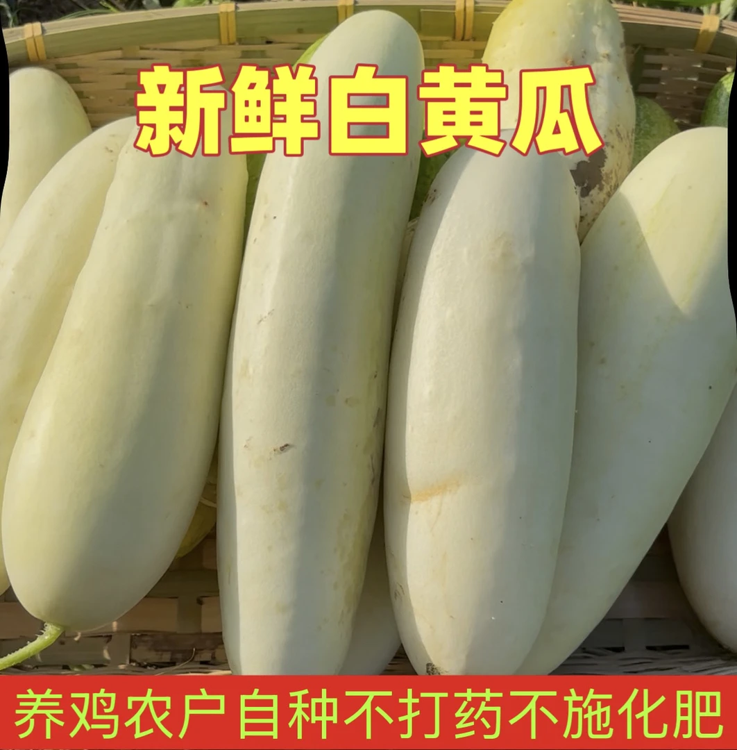 湖北老品种新鲜白黄瓜菜瓜现摘现发（可生吃非短小型水果黄瓜）