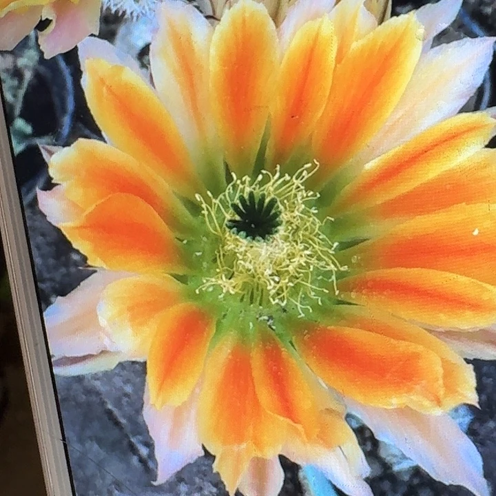 皇冠虾侧芽3厘米仙人球