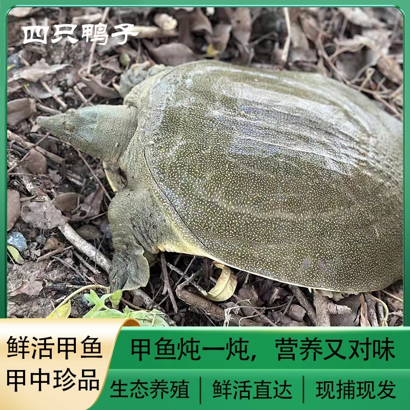 【2只共3-4斤装】外塘散养生态中华鳖青黑背鲜活甲鱼顺丰京东包邮