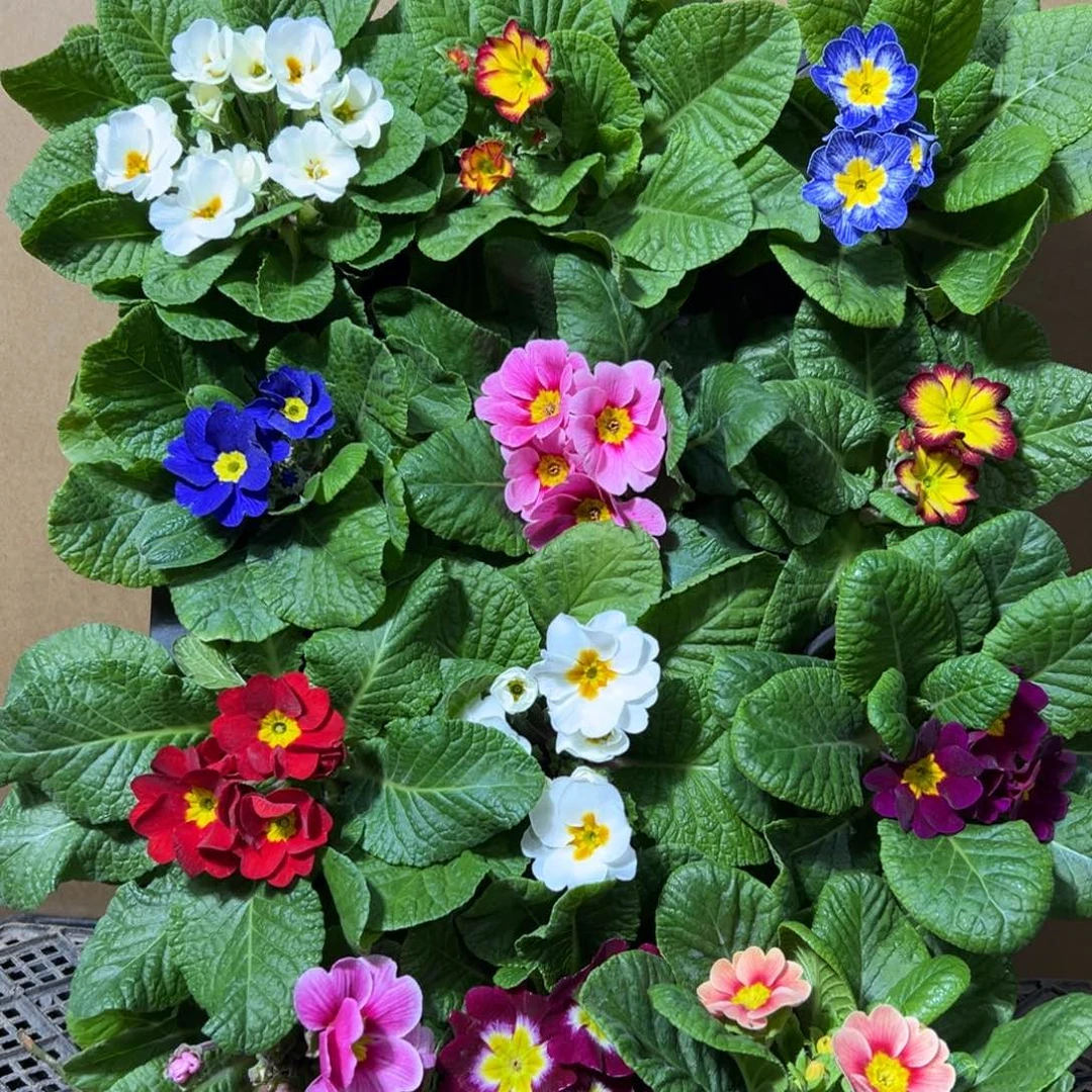 大部分花苞少量开放报春花【4盆4个颜色】