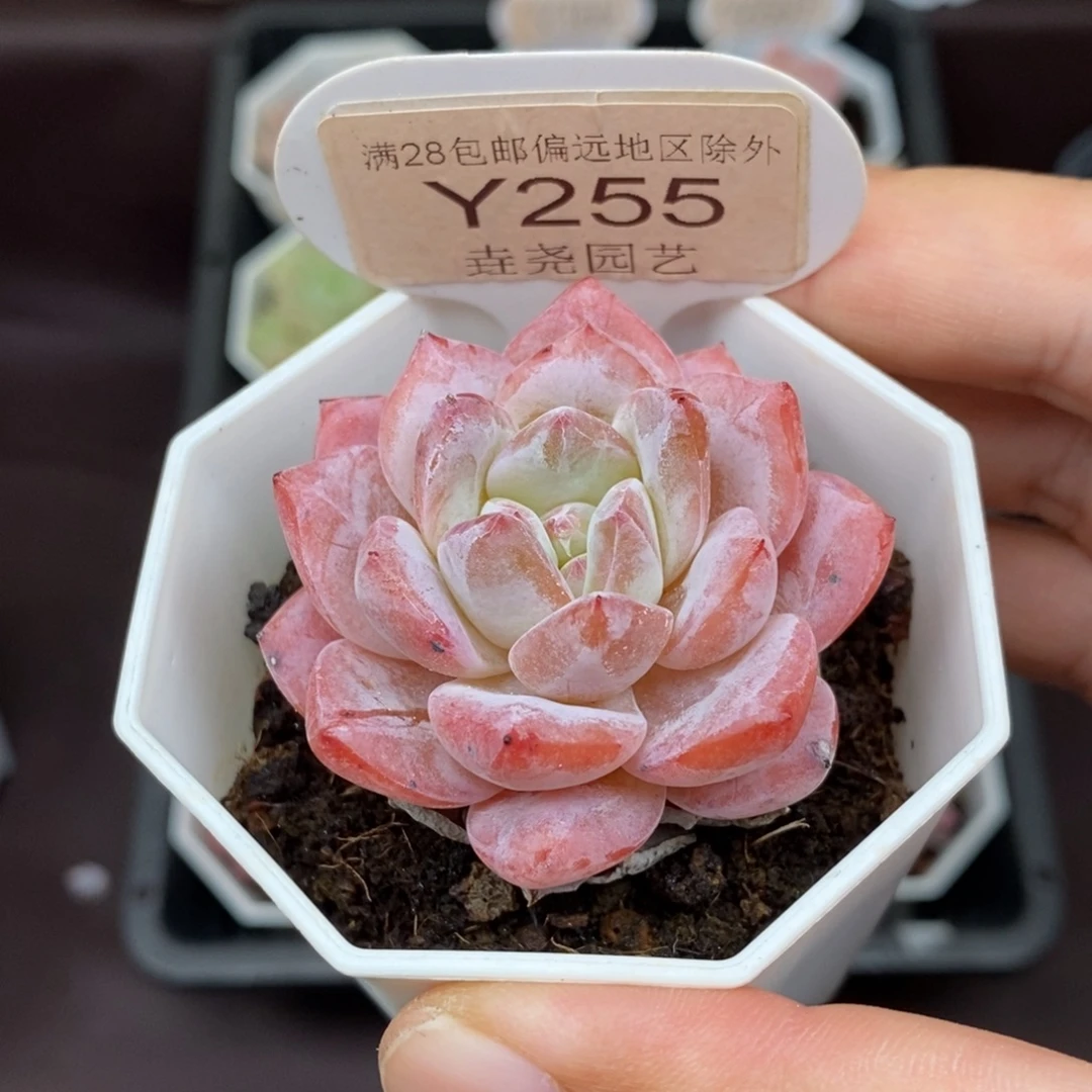 0255 梦之蓝 4.5cm