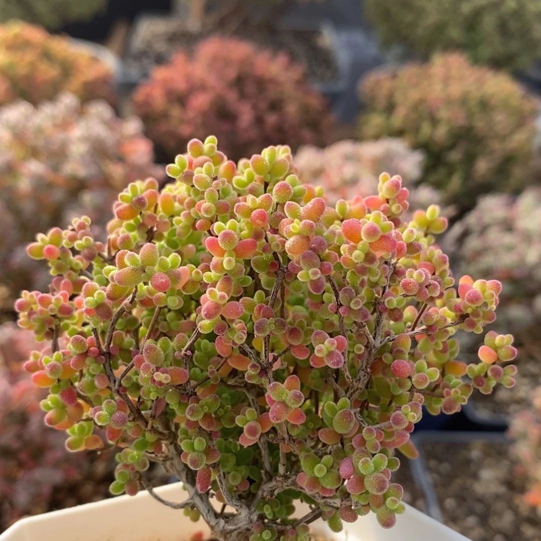 蜜橘糖球3942枝干番杏