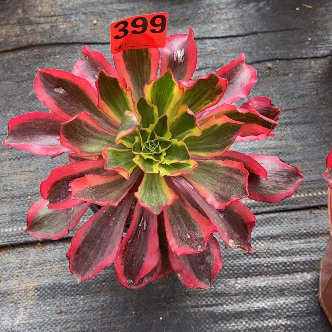 399多肉法师魅影